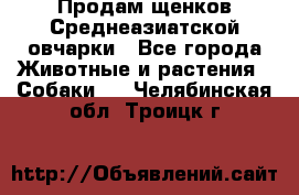 Продам щенков Среднеазиатской овчарки - Все города Животные и растения » Собаки   . Челябинская обл.,Троицк г.